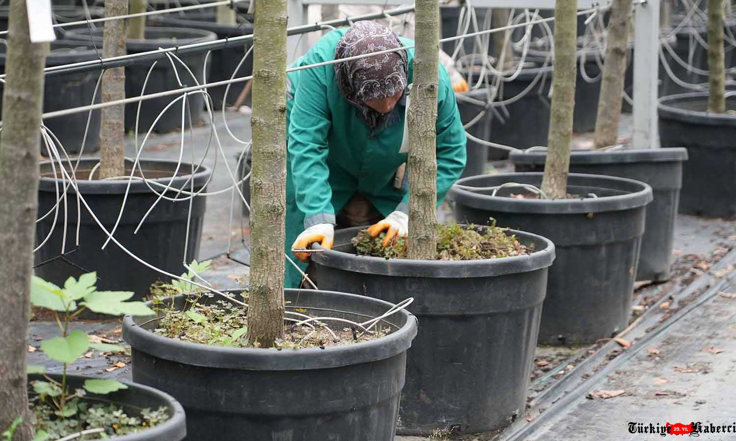 Alibeyköy Fidanlığı'nda Sonbahar Mesaisi Sürüyor