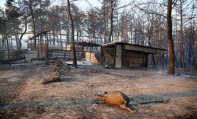  Çiftlik,gebe ineklerle 5 dakikada kül oldu
