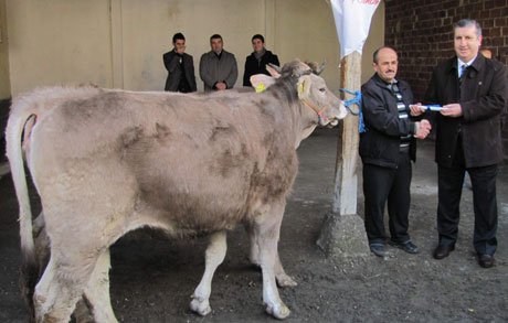 Çorum'da 50 üreticiye 100 düve dağıtıldı.