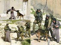 Bu Köpekler 
