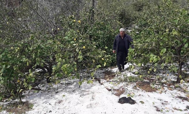 Erdemli'de dolu, meyve ağaçlarına zarar verdi