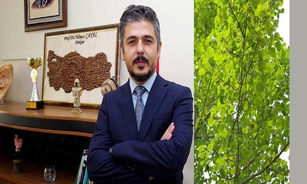 Havada uçuşan kavak pamukçukları alerjen midir?