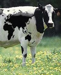 Sütçü Çıldırdı! Önce İneklerini Sonra da Kendisini Vurdu!