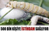 500 Bin Kişi'nin Ekmek Kapası 'Koza' 