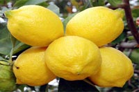Domuz Gribi'nin İlacı 'Limon'!