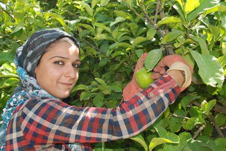 Mersin’in Silifke ilçesinde ilk limon hasadı yapıldı.