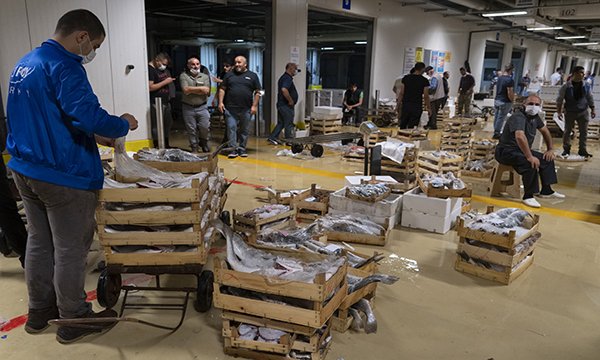 Palamut mezatta 10 lira,Tezgahta 15 lira  