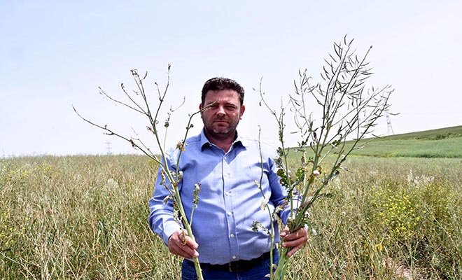 Trakya'da kanola tarlalarına 'yeşil tırtıl' istilası