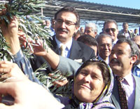 Tüzmen, vatandaşlarla zeytin topladı
