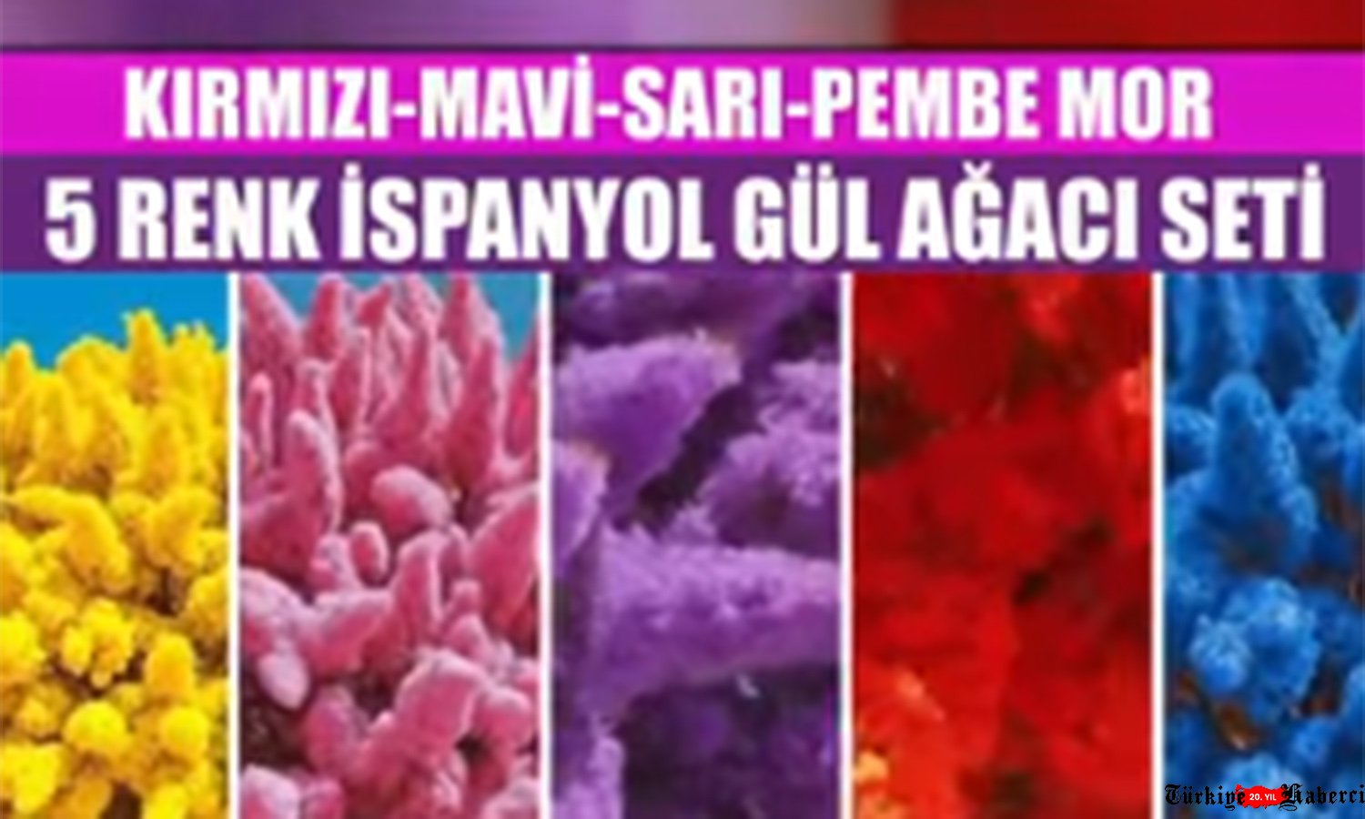 (video) DİKKAT – “İSPANYA GÜL AĞACI” ALDANMACASI