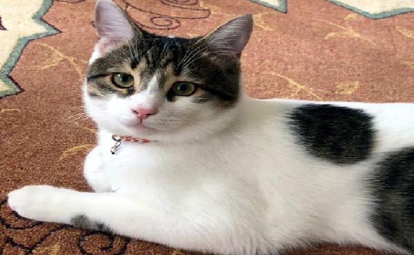  Virüs, sizden evcil hayvanınıza bulaşabilir