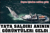 40 Ton Balinanın Teknelerine Saldırısı Şok Geçirtti!